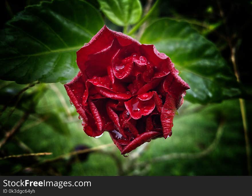 Flower, Plant, Flora, Flowering Plant