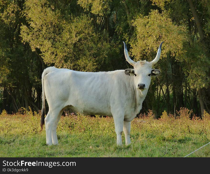 Cattle Like Mammal, Ecosystem, Pasture, Grassland