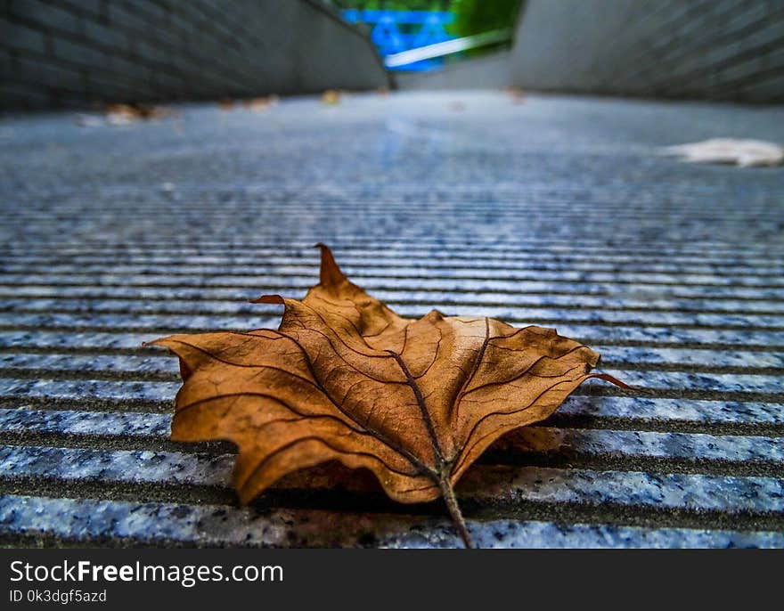 Leaf, Plant, Wood, Water