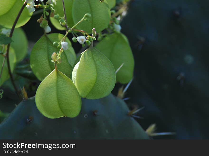 Vegetation, Leaf, Plant, Organism