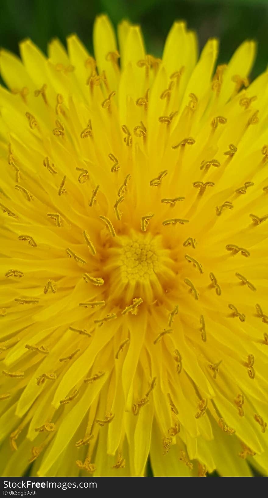 Flower, Yellow, Dandelion, Flatweed