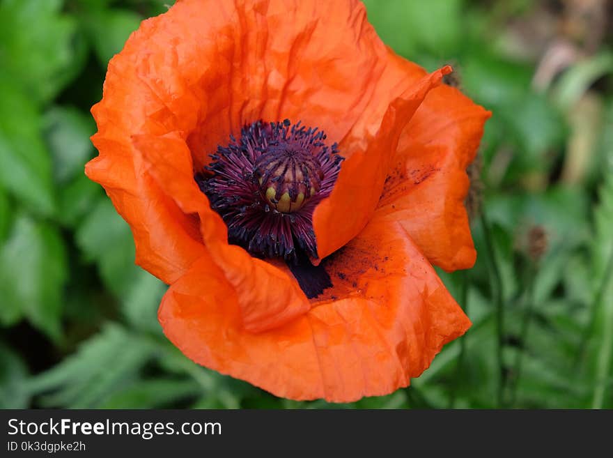 Flower, Wildflower, Poppy, Poppy Family