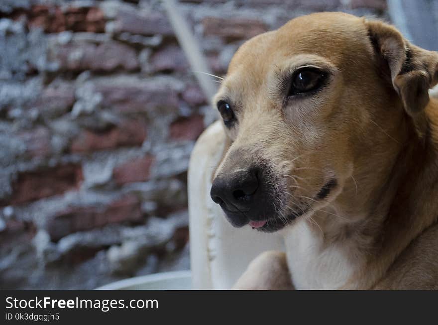 Dog, Dog Breed, Street Dog, Snout