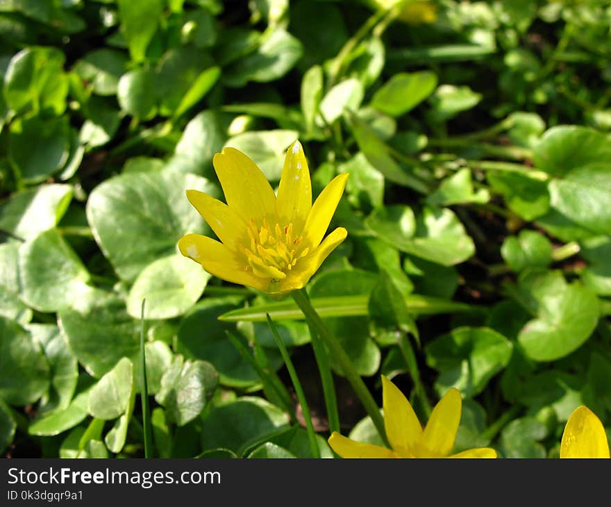 Flower, Plant, Yellow, Flora