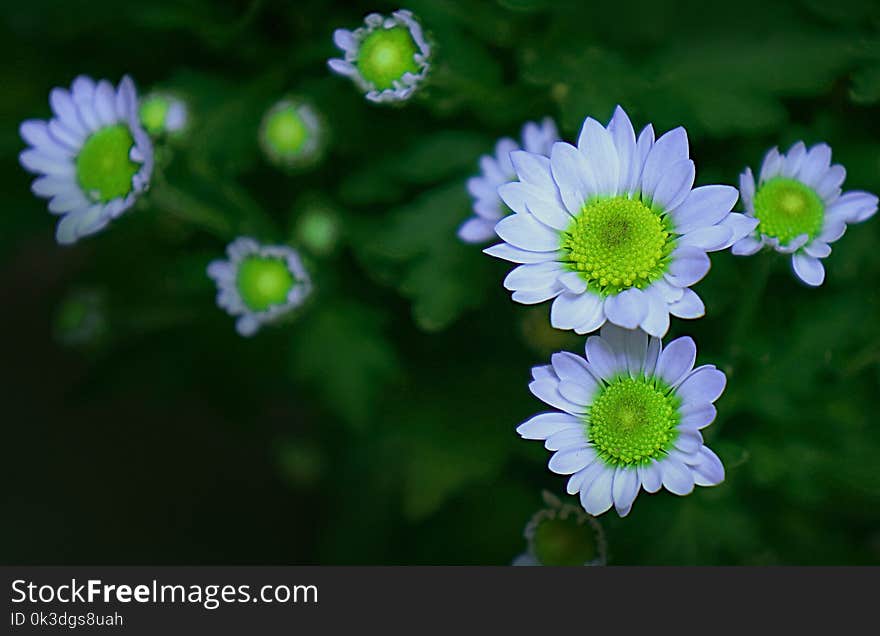 Flower, Flora, Tanacetum Parthenium, Chamaemelum Nobile