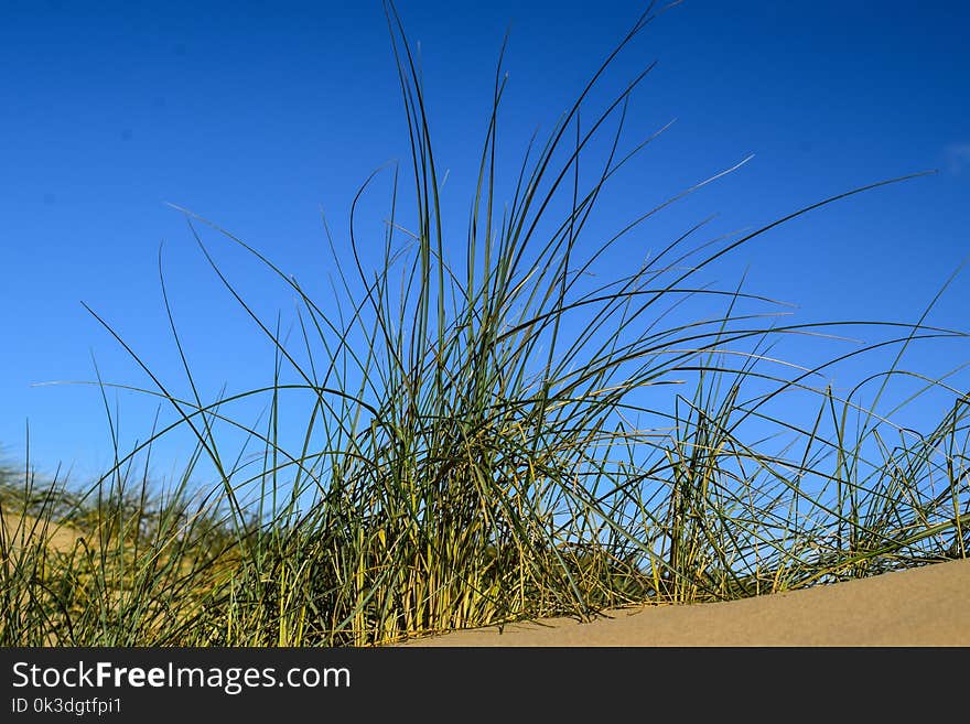 Sky, Plant, Grass, Ecosystem