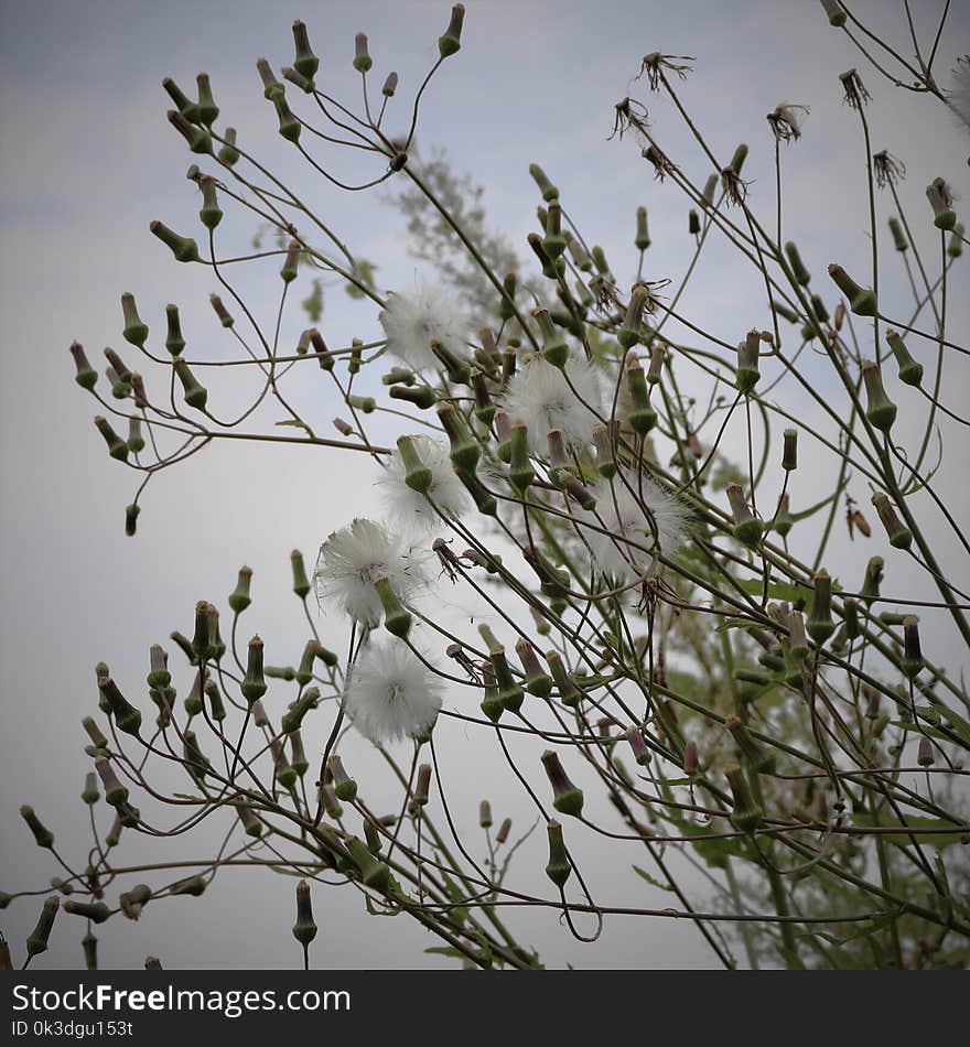 Branch, Flora, Twig, Plant