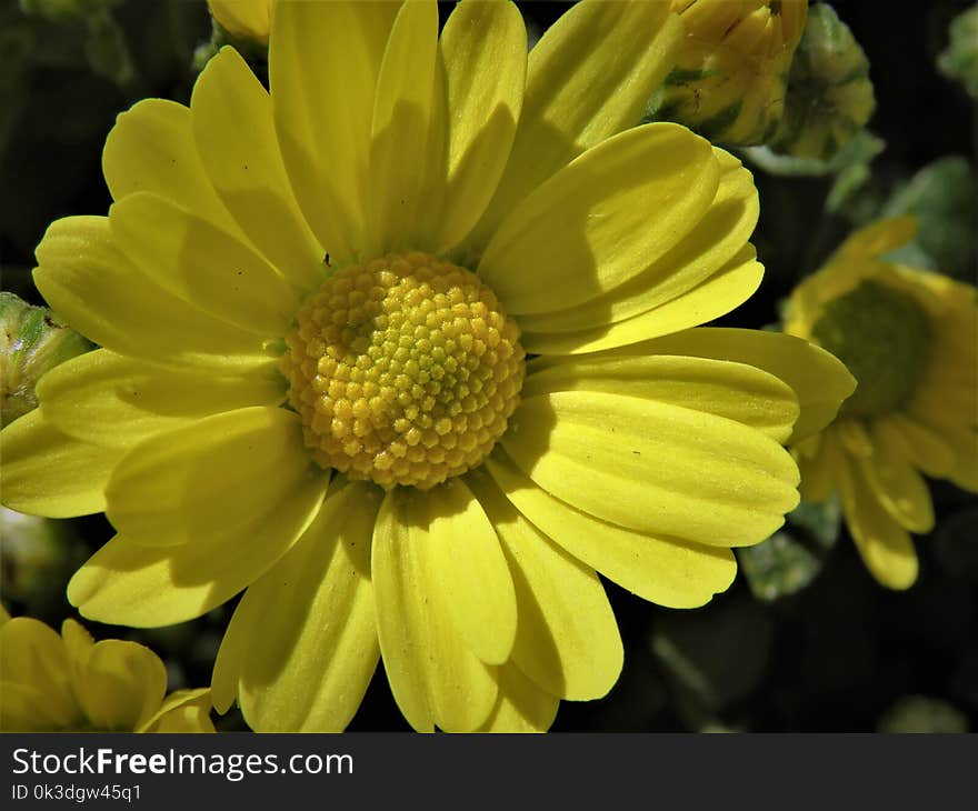 Flower, Yellow, Flora, Petal