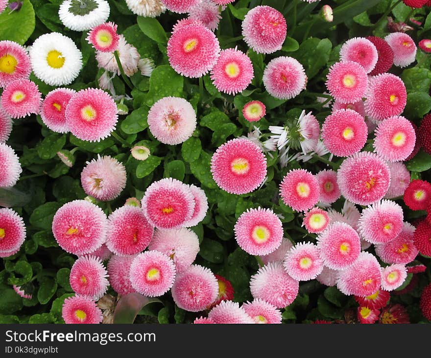 Flower, Flowering Plant, Plant, Annual Plant