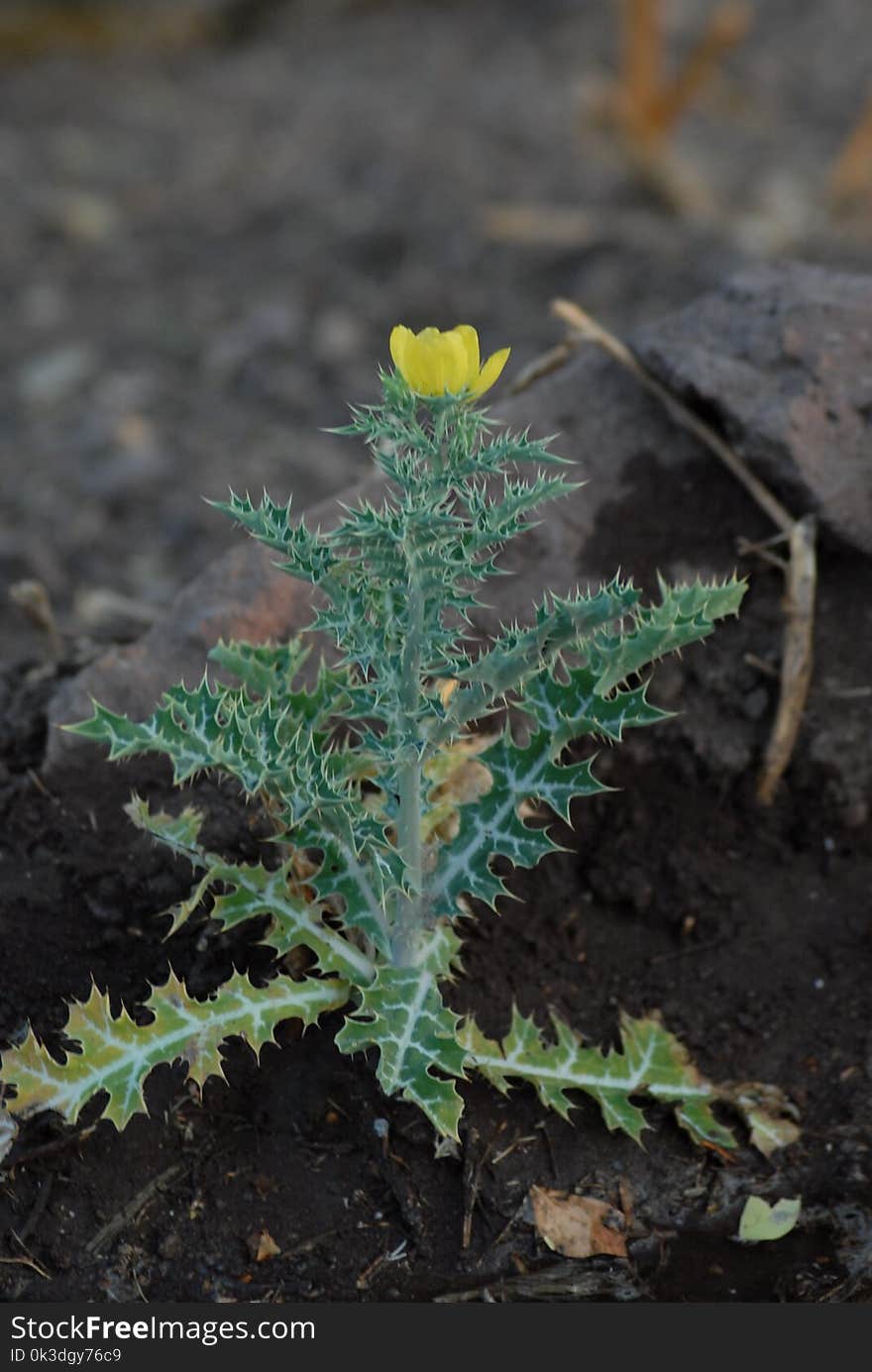 Plant, Flora, Leaf, Subshrub