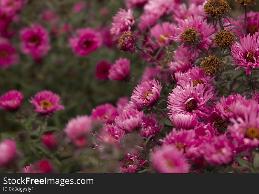 Flower, Pink, Flowering Plant, Aster