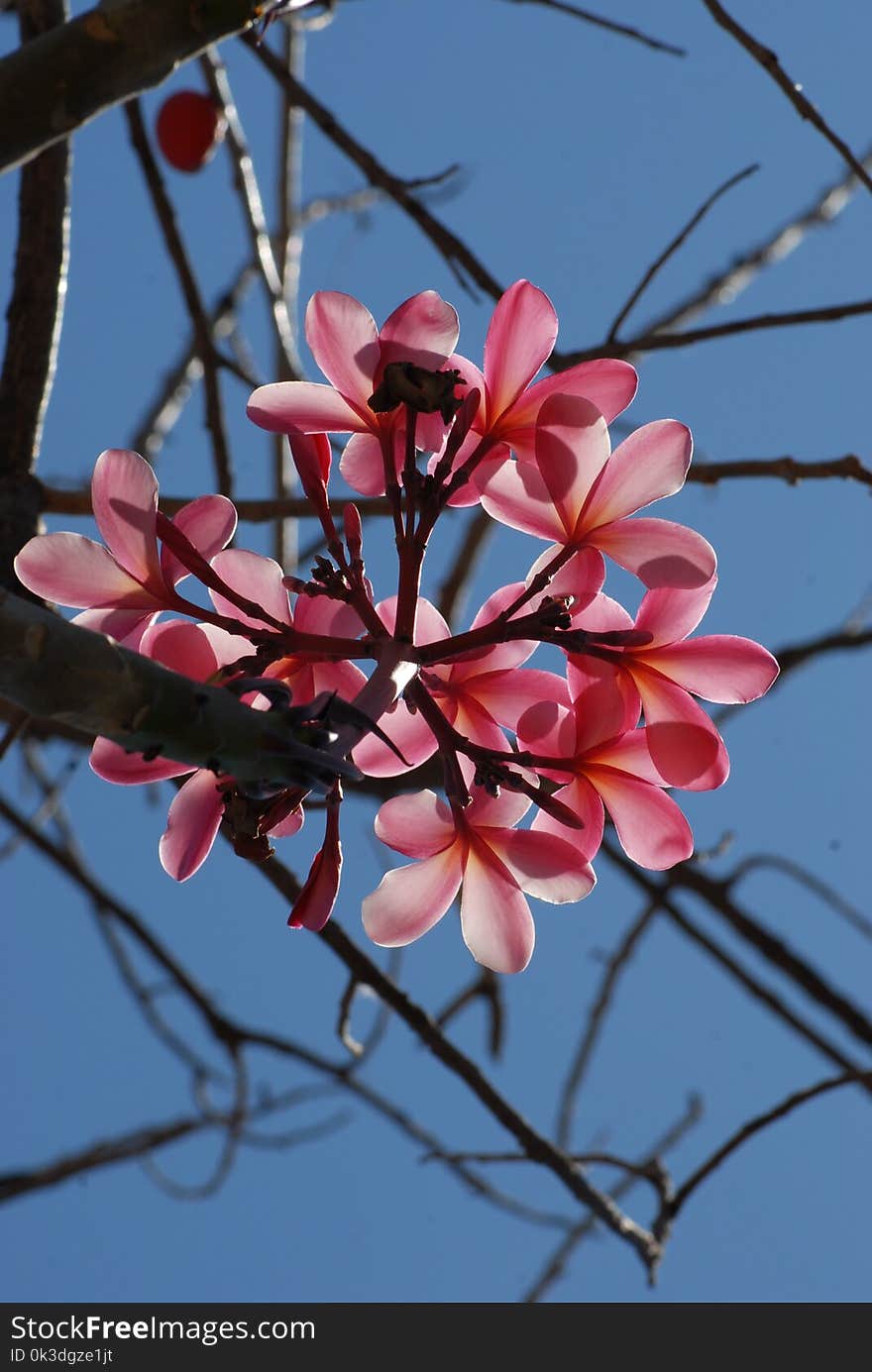 Blossom, Plant, Branch, Flora