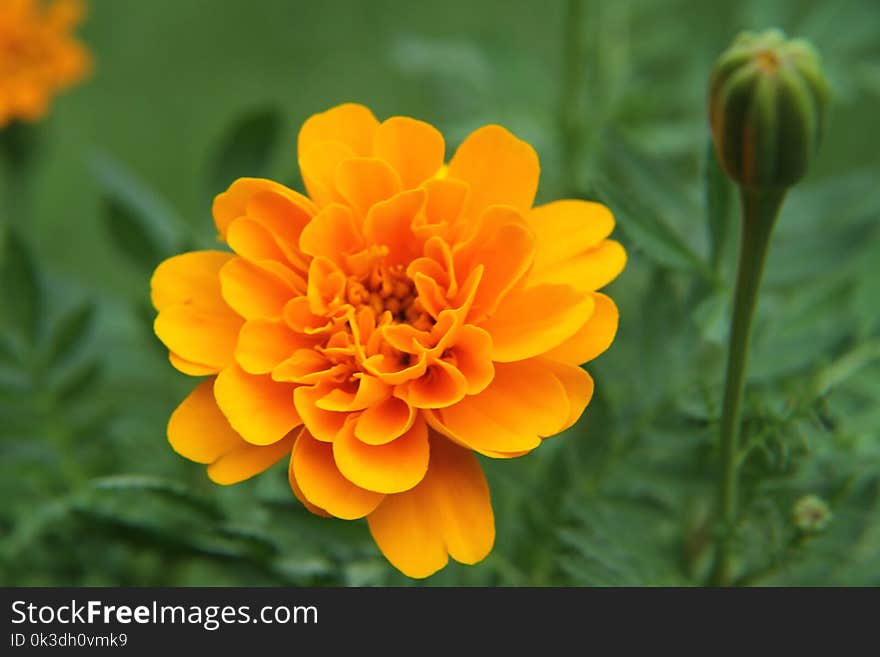 Flower, Yellow, Flora, Orange