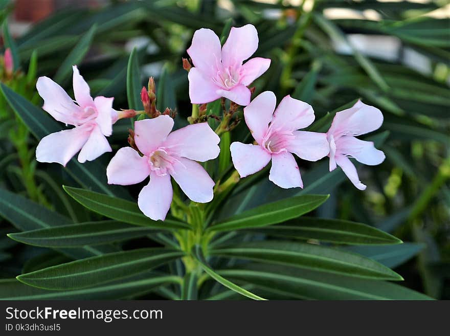 Plant, Flower, Flora, Flowering Plant