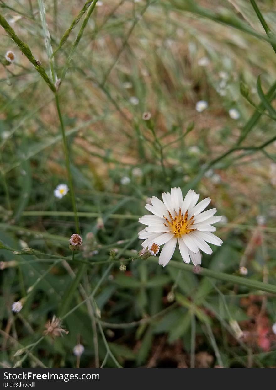 Flower, Flora, Plant, Aster