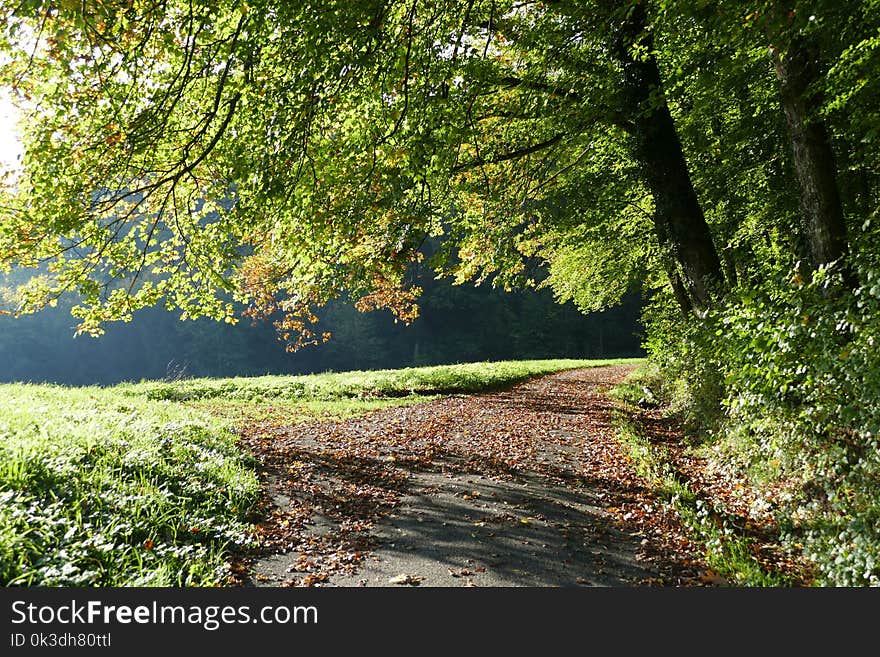 Nature, Woodland, Path, Leaf