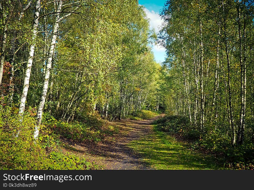 Ecosystem, Nature, Temperate Broadleaf And Mixed Forest, Tree