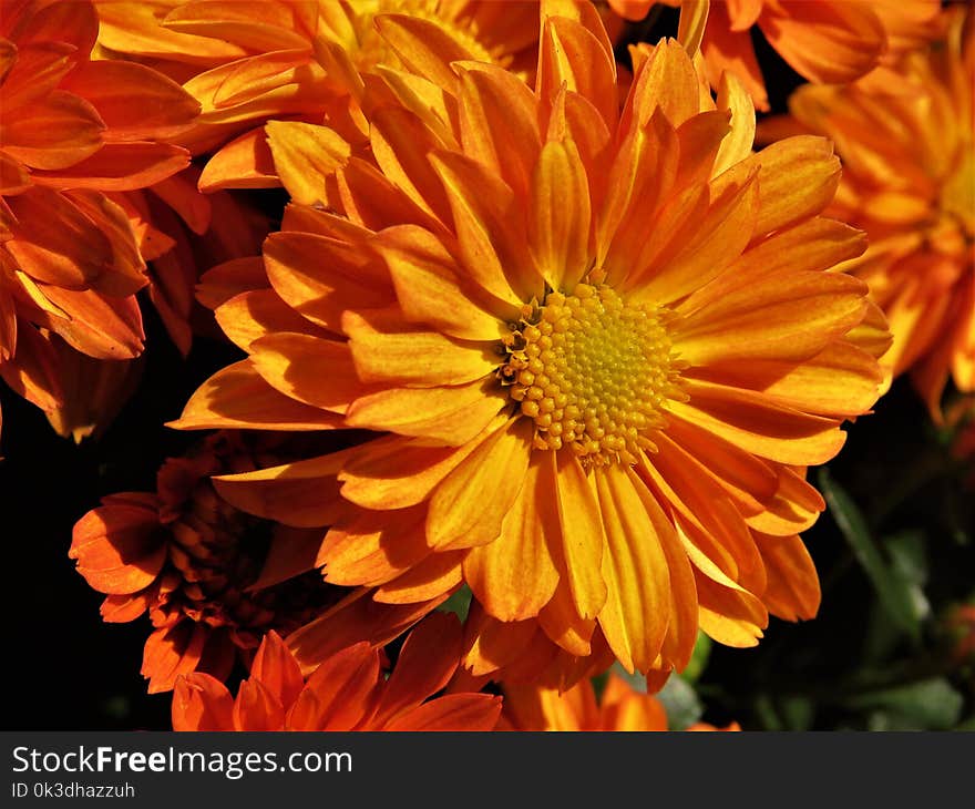 Flower, Yellow, Orange, Flora