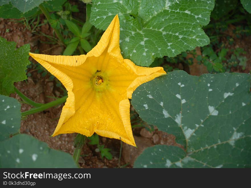 Plant, Flower, Flora, Leaf