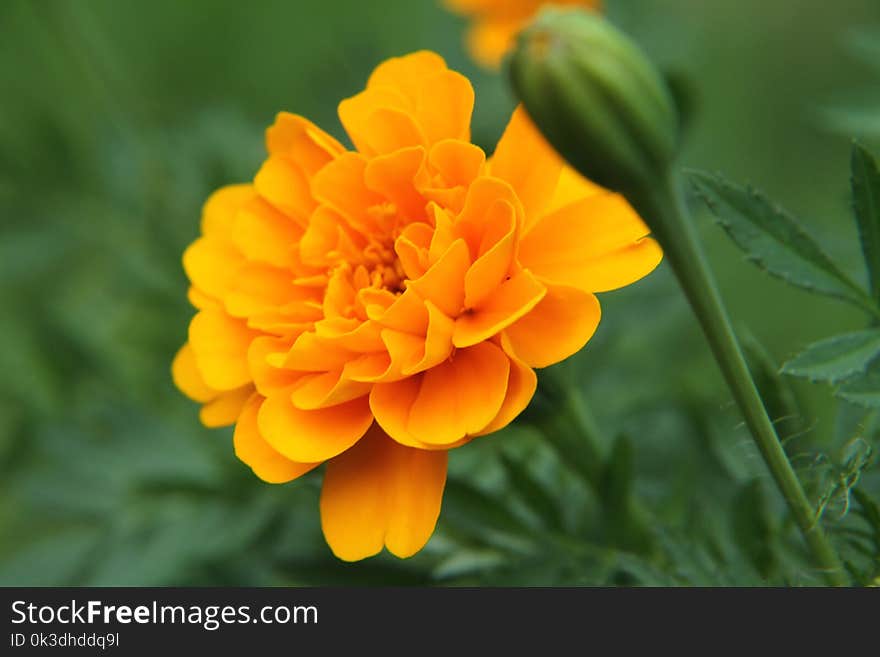 Flower, Yellow, Orange, Flora