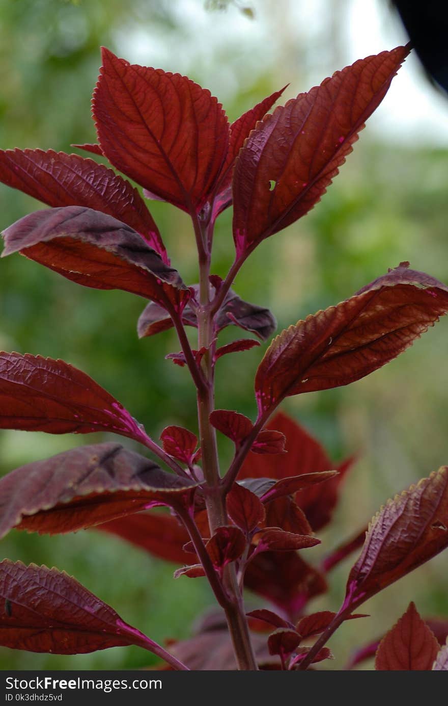 Leaf, Plant, Plant Stem, Amaranth Family