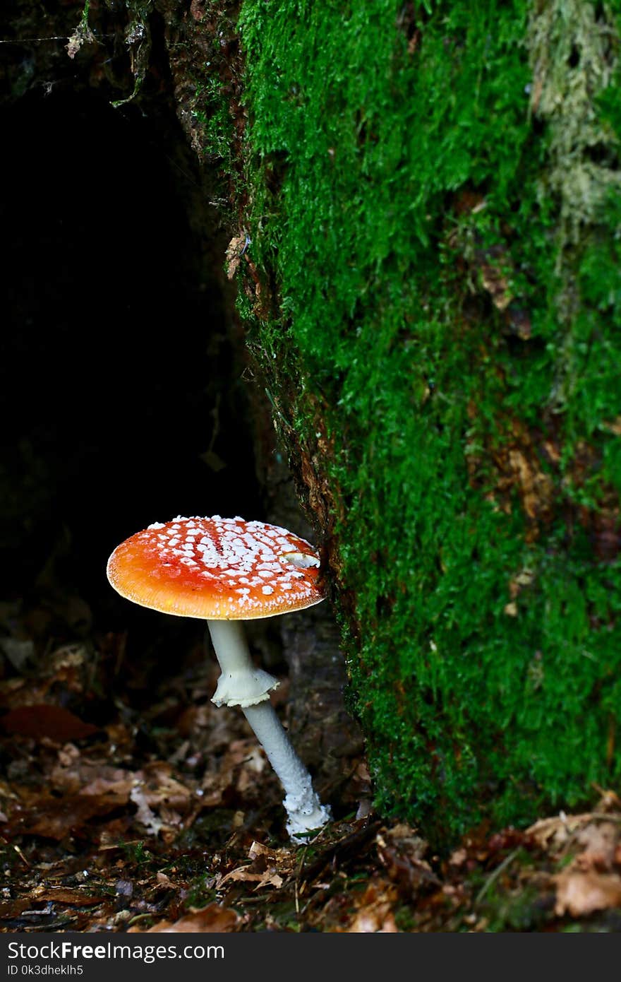 Fungus, Vegetation, Leaf, Medicinal Mushroom