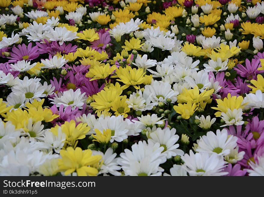 Flower, Plant, Yellow, Flowering Plant