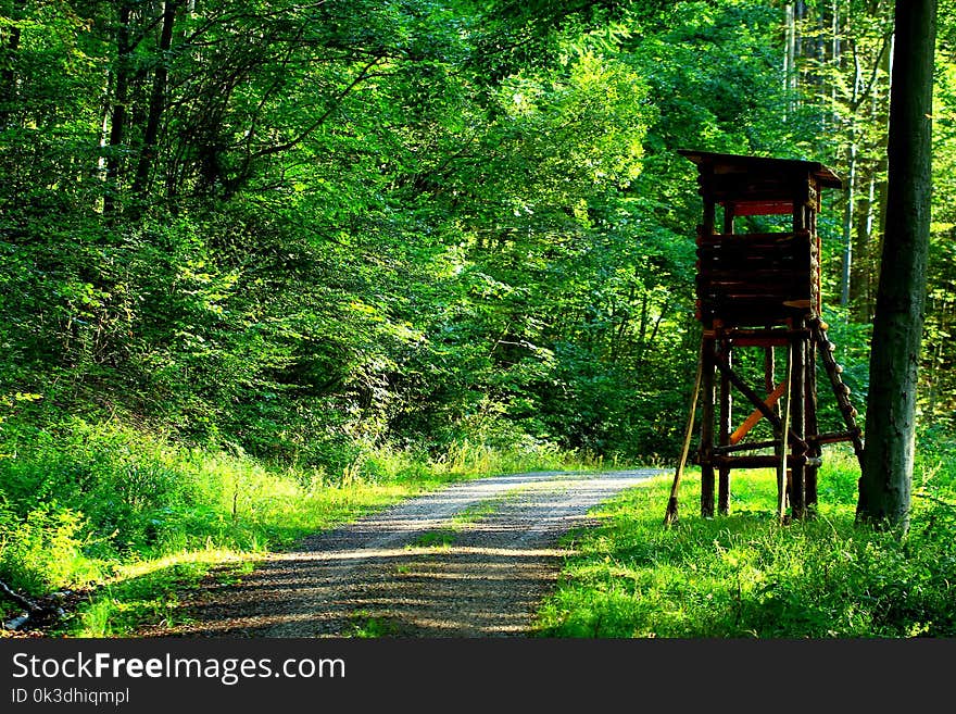 Path, Nature, Green, Vegetation