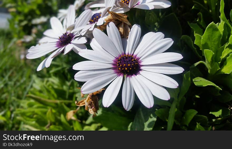 Flower, Flora, Plant, Purple