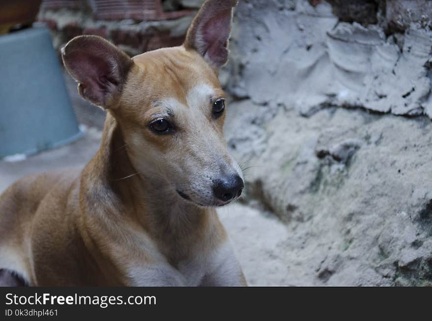 Dog, Dog Breed, Street Dog, Snout