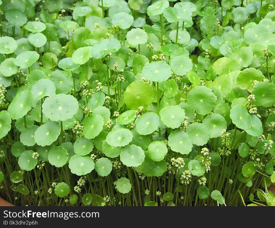 Plant, Water, Herb, Annual Plant