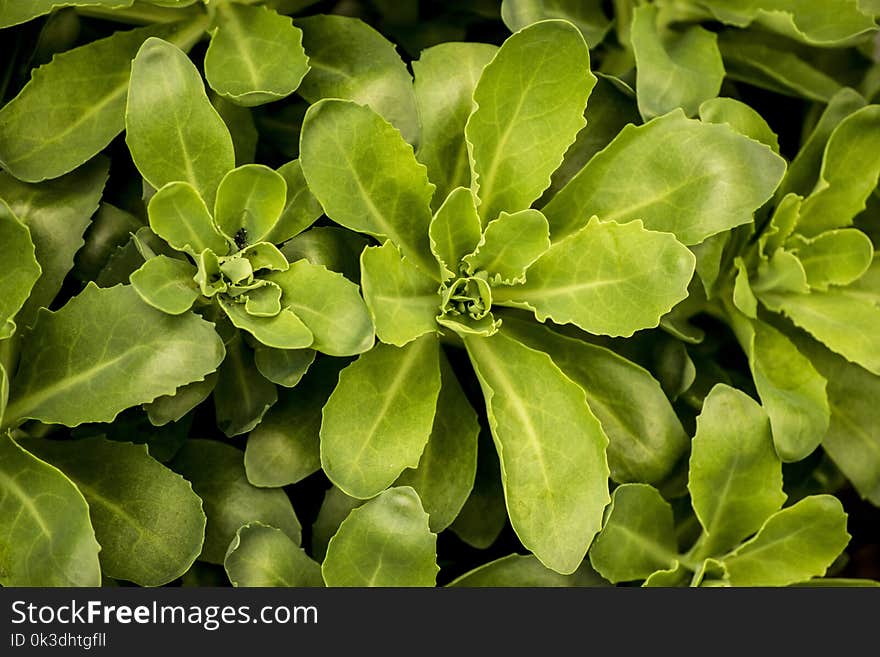 Plant, Leaf, Herb, Subshrub