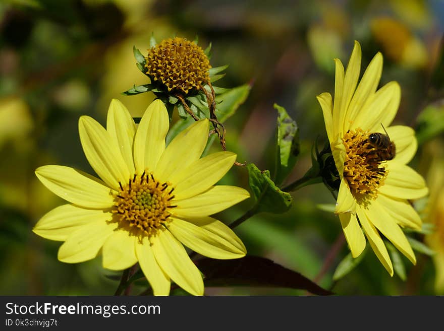 Flower, Yellow, Nectar, Pollen