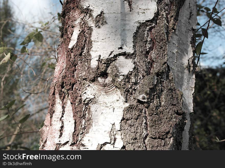 Tree, Woody Plant, Trunk, Plant