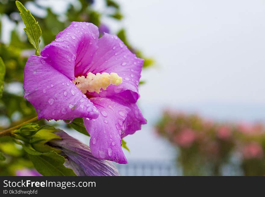 Flower, Flora, Flowering Plant, Purple