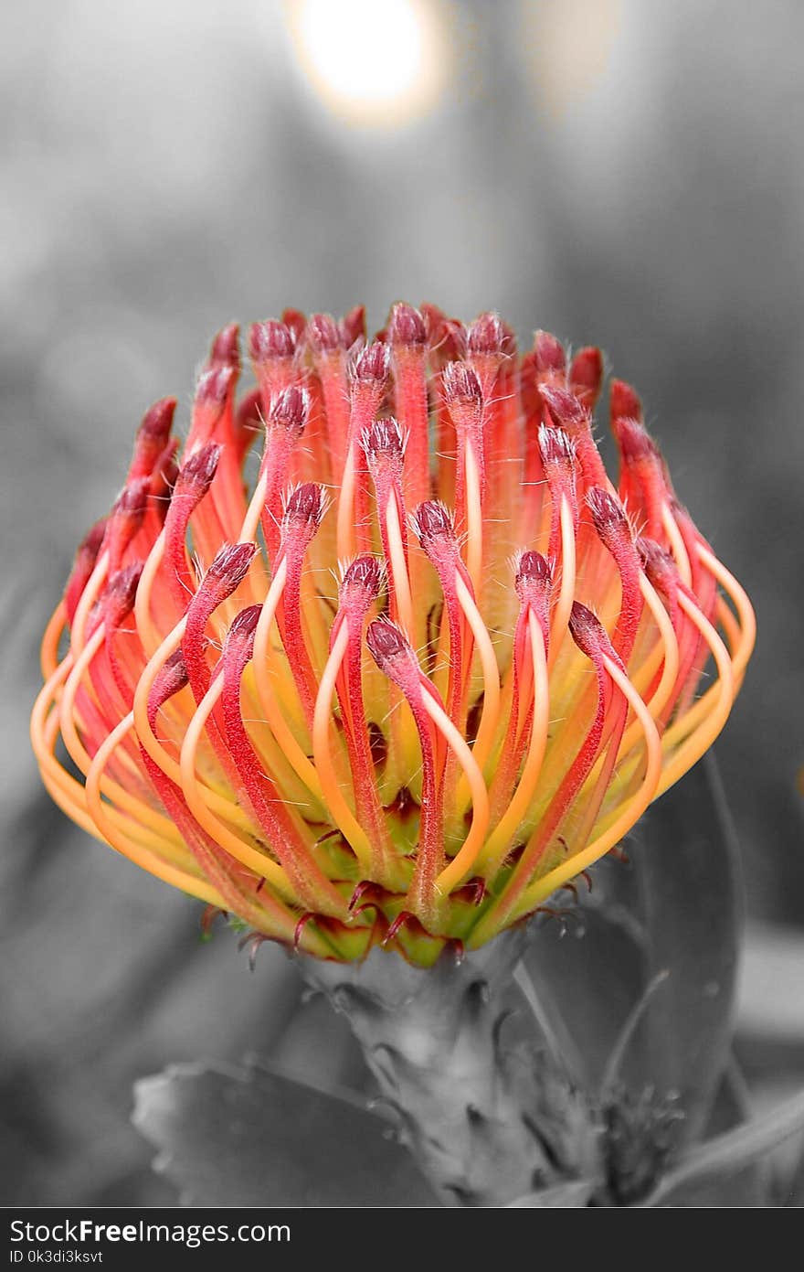 Close Up, Flower, Macro Photography, Plant