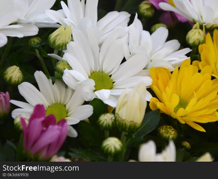 Flower, Plant, Flora, Marguerite Daisy