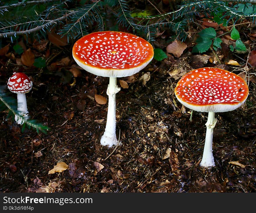 Fungus, Agaric, Mushroom, Leaf