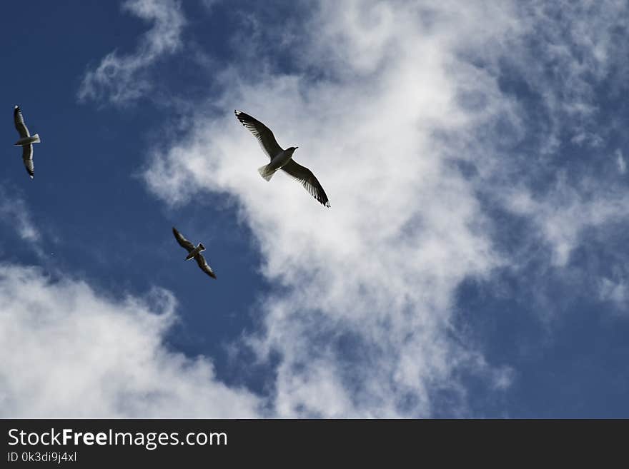 Sky, Cloud, Bird, Atmosphere Of Earth