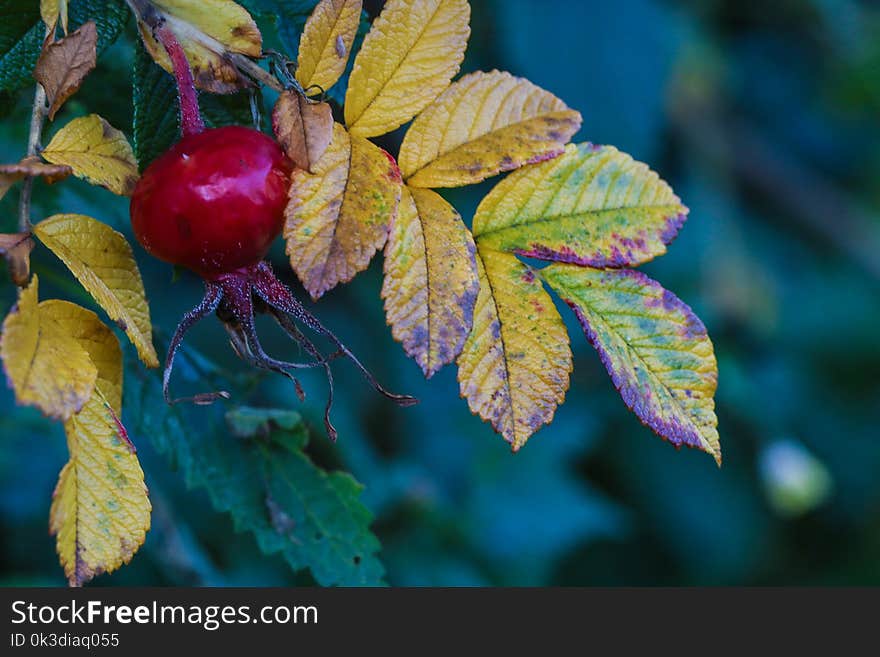 Leaf, Autumn, Fruit, Berry