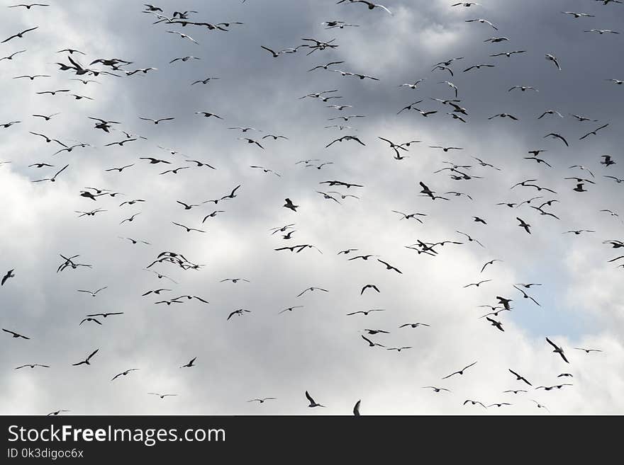 Sky, Flock, White, Bird Migration