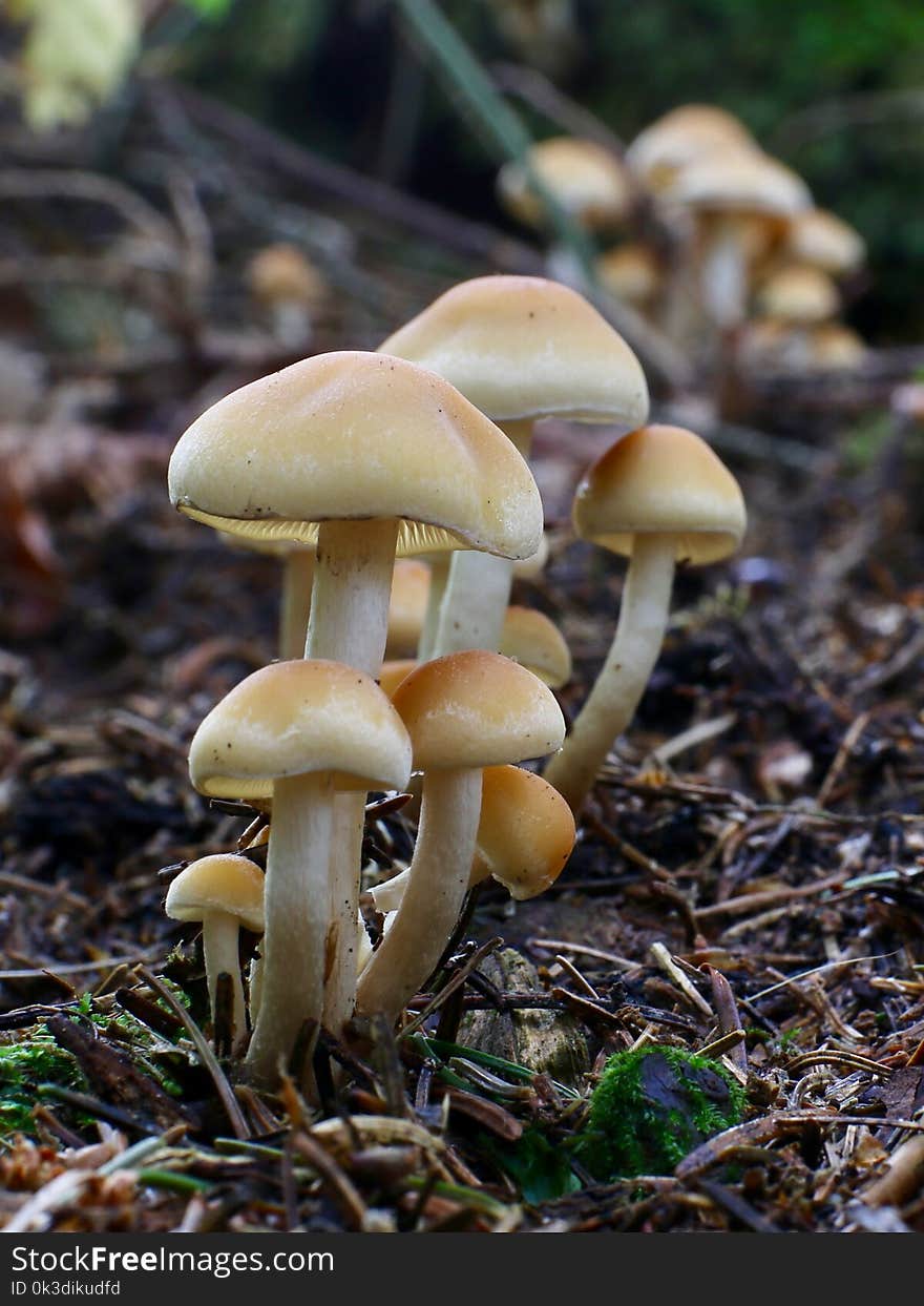 Mushroom, Fungus, Agaricaceae, Edible Mushroom