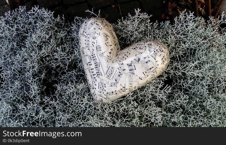 Cactus, Organism, Rock, Freezing