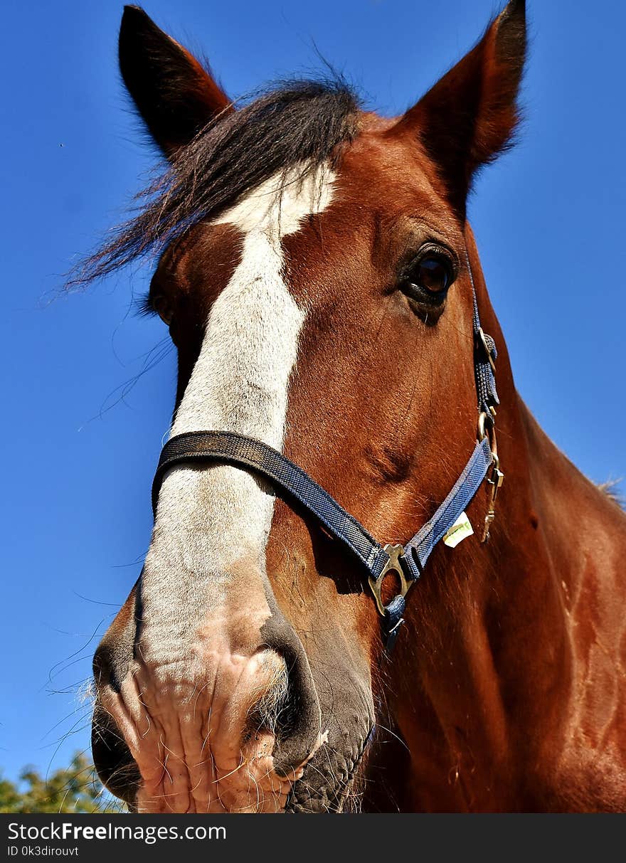 Halter, Horse, Bridle, Horse Tack