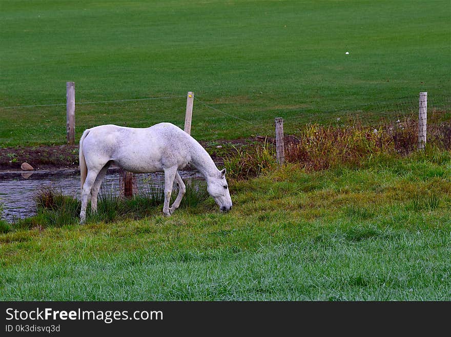 Pasture, Grassland, Grazing, Grass