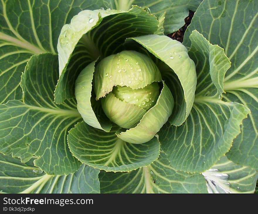 Cabbage, Vegetable, Leaf, Produce