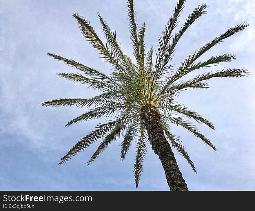 Palm Tree, Arecales, Date Palm, Tree