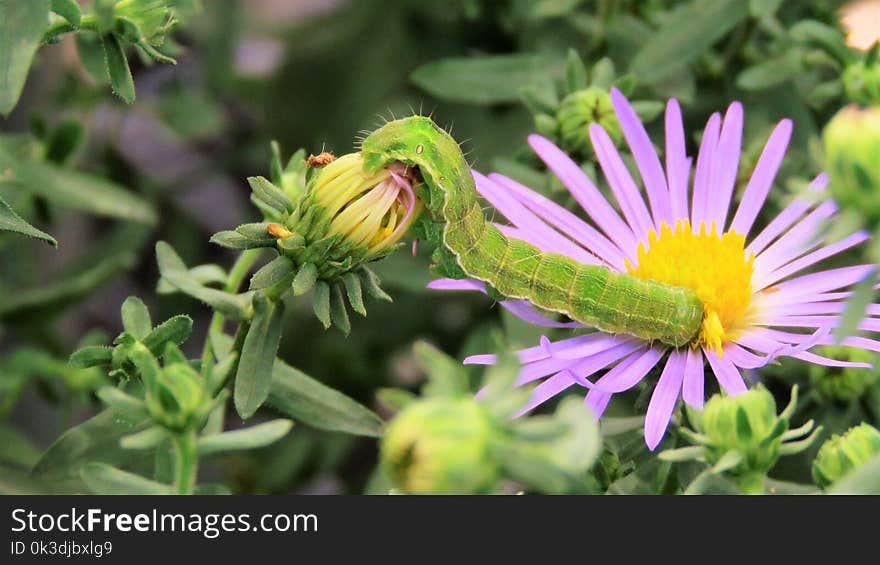 Flower, Plant, Aster, Flora