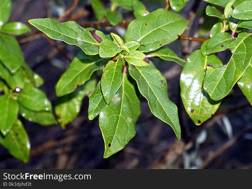 Plant, Leaf, Tree, Laurales