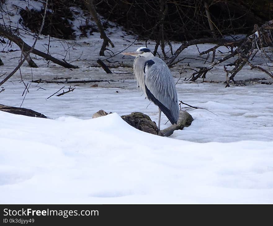 Fauna, Bird, Snow, Wildlife